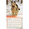 Afbeelding Kalender Love Of Dogs 3