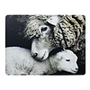 Placemat Schaap en Lam