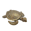 Schildpad White Gold M