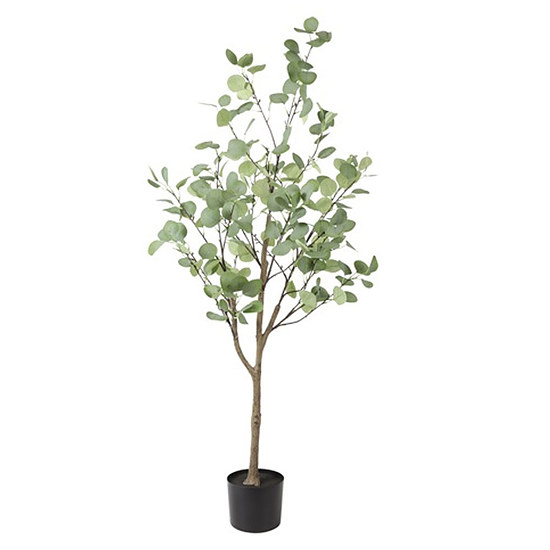 Eucalyptus Groen XL 1